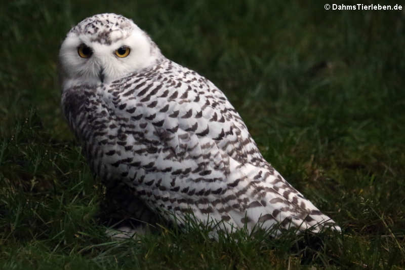 Schneeeule (Bubo scandiacus)