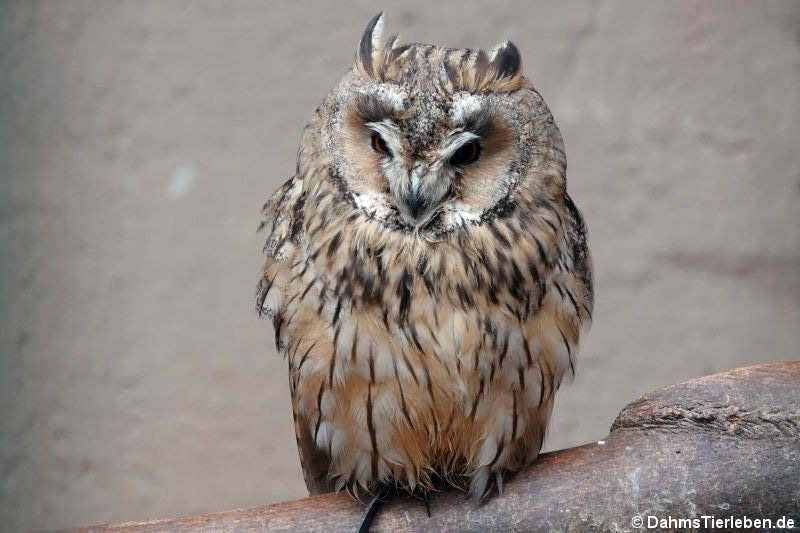 Virginia-Uhu (Bubo virginianus)