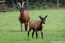 Bunte Deutsche Edelziege (Capra aegagrus f. hircus), Greifvogelstation & Wildfreigehege Hellenthal