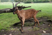 Bunte Deutsche Edelziege (Capra aegagrus f. hircus), Greifvogelstation & Wildfreigehege Hellenthal