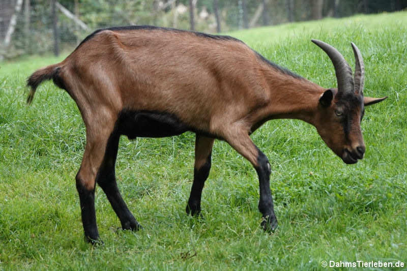 Bunte Deutsche Edelziege (Capra aegagrus f. hircus)