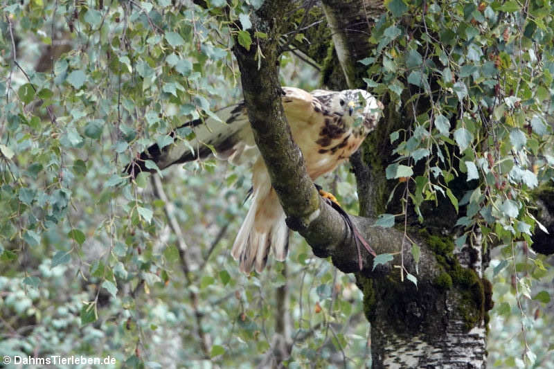 Mäusebussard (Buteo buteo)