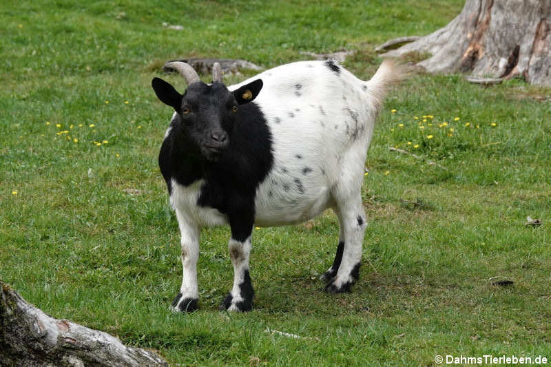 Bunte Afrikanische Zwergziege (Capra aegagrus f. hircus)