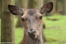 Mitteleuropäischer Rothirsch (Cervus elaphus hippelaphus) im Wildfreigehege Hellenthal