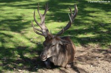 Mitteleuropäischer Rothirsch (Cervus elaphus hippelaphus) im Wildfreigehege Hellenthal