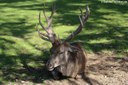 Cervus elaphus hippelaphus