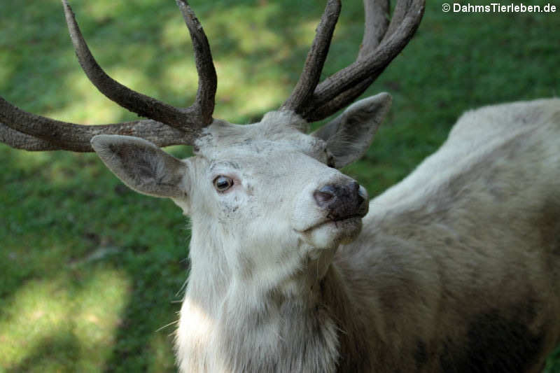 weißer Mitteleuropäischer Rothirsch (Cervus elaphus hippelaphus)