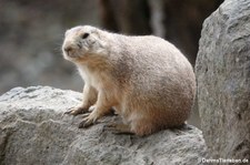 Schwarzschwanz-Präriehund (Cynomys ludovicianus), Greifvogelstation & Wildfreigehege Hellenthalg