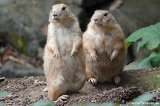 Schwarzschwanz-Präriehunde (Cynomys ludovicianus), Greifvogelstation & Wildfreigehege Hellenthalg