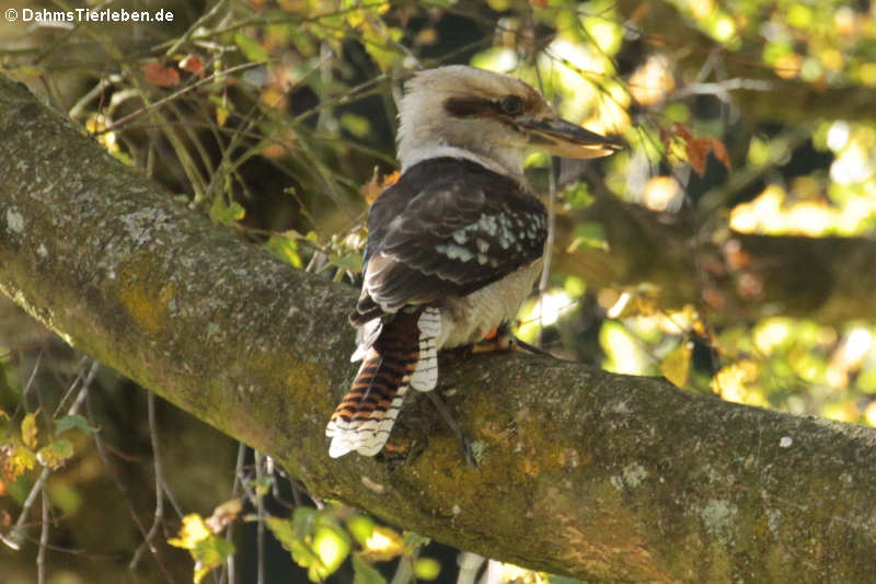 Dacelo novaeguineae-3