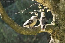 Jägerlieste (Dacelo novaeguineae) in der Greifvogelstation & Wildfreigehege Hellenthal