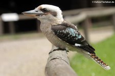 Jägerliest (Dacelo novaeguineae) in der Greifvogelstation & Wildfreigehege Hellenthal