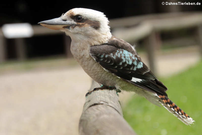 Jägerliest oder Kookaburra (Dacelo novaeguineae)