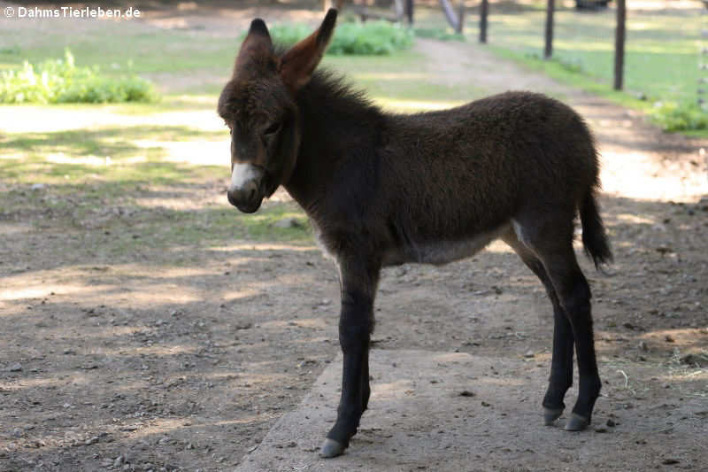 Junger Hausesel (Equus africanus f. asinus)