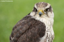 Lannerfalke (Falco biarmicus), Greifvogelstation Hellenthal