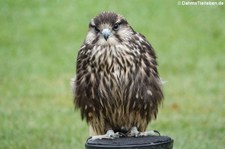 Lannerfalke (Falco biarmicus feldeggii), Greifvogelstation Hellenthal