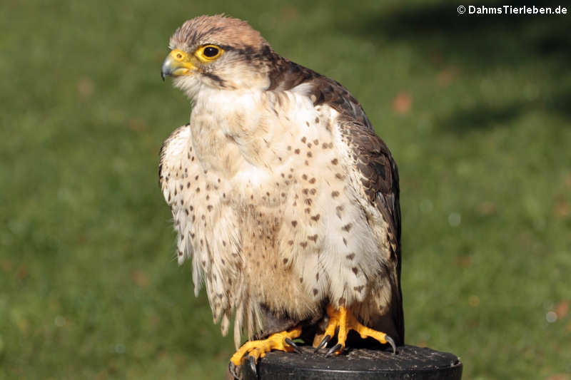 Lannerfalke (Falco biarmicus)