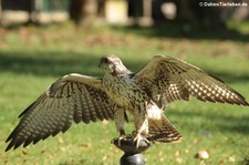 Sakerfalke (Falco cherrug) in der Greifvogelstation Hellenthal