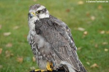 Sakerfalke (Falco cherrug) in der Greifvogelstation Hellenthal