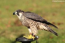 Sakerfalke (Falco cherrug) in der Greifvogelstation Hellenthal