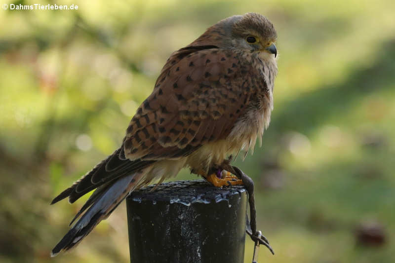 Europäischer Turmfalke (Falco tinnunculus tinnunculus)