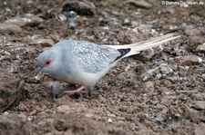 Diamanttäubchen (Geopelia cuneata), Greifvogelstation & Wildfreigehege Hellenthal