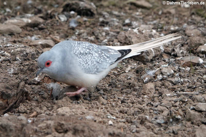 Diamanttäubchen (Geopelia cuneata)