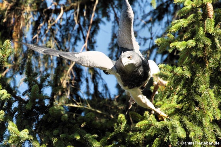 Geranoaetus melanoleucus