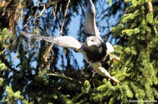 Andenbussard (Geranoaetus melanoleucus) in der Greifvogelstation Hellenthal