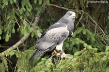 Andenbussard (Geranoaetus melanoleucus) in der Greifvogelstation Hellenthal