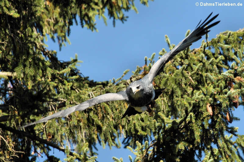 Andenbussard oder Aguja (Geranoaetus melanoleucus)