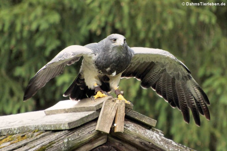 Geranoaetus melanoleucus