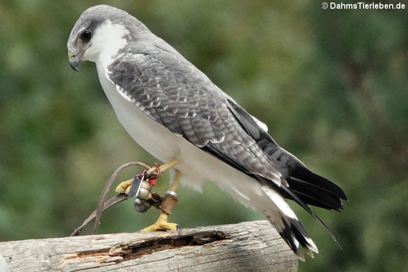 Rotrückenbussard (Geranoaetus polyosoma)