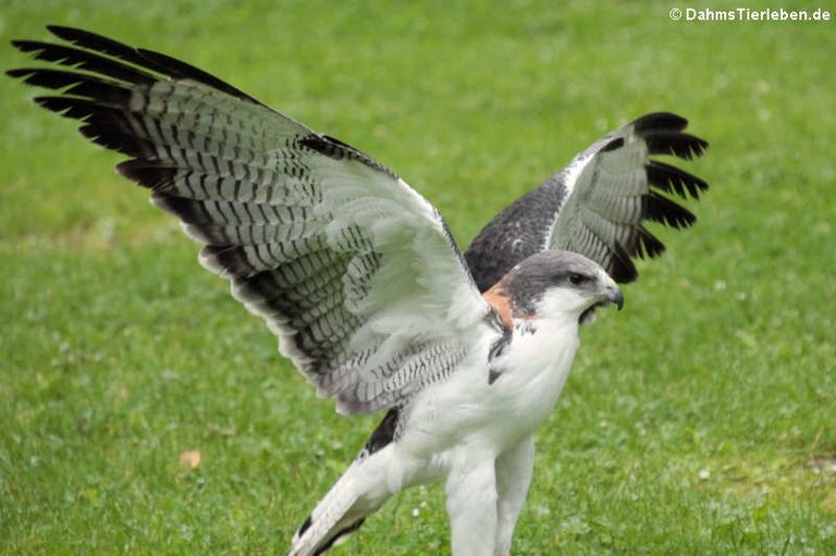 Geranoaetus polyosoma