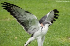 Rotrückenbussard (Geranoaetus polyosoma) von der Greifvogelstation Hellenthal