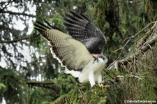 Rotrückenbussard (Geranoaetus polyosoma) von der Greifvogelstation Hellenthal