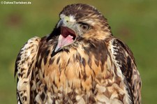 Junger Rotrückenbussard (Geranoaetus polyosoma) von der Greifvogelstation Hellenthal