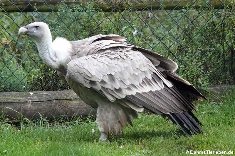 Gänsegeier (Gyps fulvus)