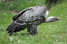 Sperbergeier (Gyps rueppelli), Greifvogelstation & Wildfreigehege Hellenthal