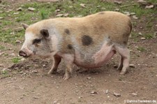 Vietnamesisches Hängebauchschwein (Sus scrofa f. domestica), Greifvogelstation & Wildfreigehege Hellenthal