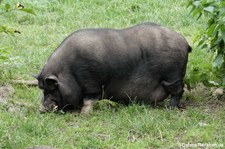 Vietnamesisches Hängebauchschwein (Sus scrofa f. domestica), Greifvogelstation & Wildfreigehege Hellenthal