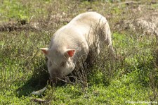 Vietnamesisches Hängebauchschwein (Sus scrofa f. domestica), Greifvogelstation & Wildfreigehege Hellenthal