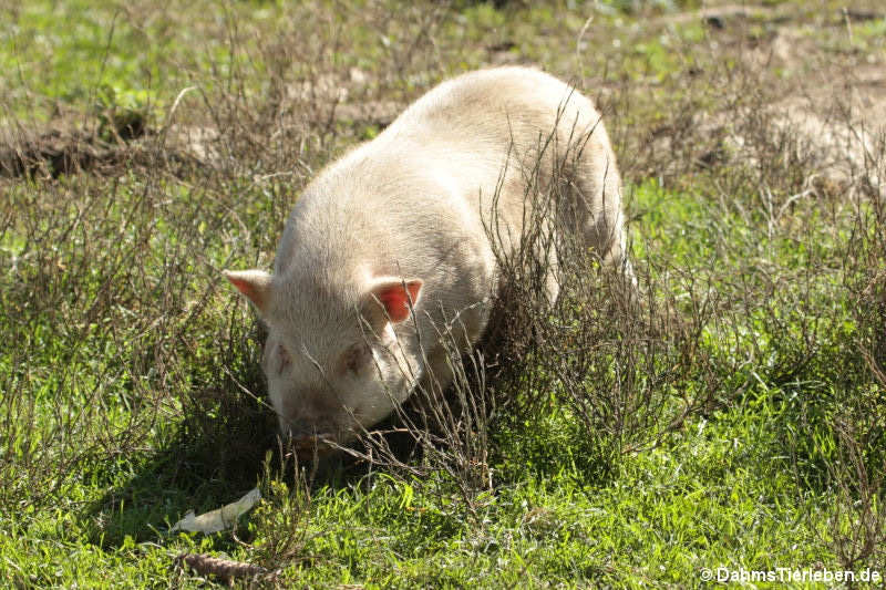 Hängebauchschwein