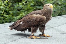 Seeadler (Haliaeetus albicilla) in der Greifvogelstation & Wildfreigehege Hellenthal