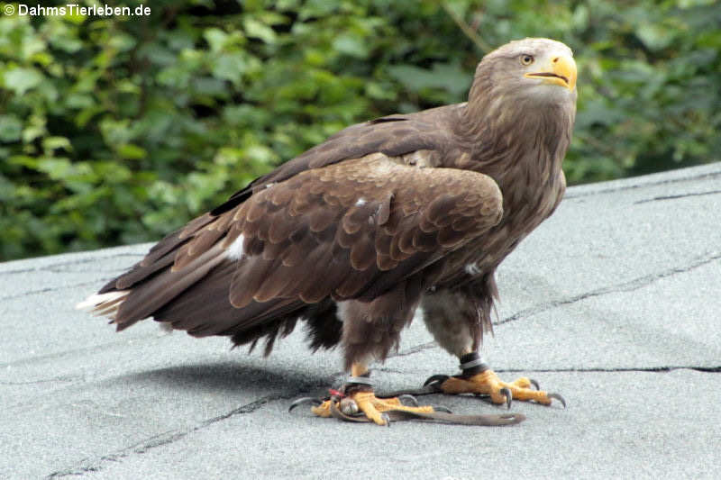 Seeadler (Haliaeetus albicilla)