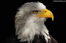 Weißkopfseeadler (Haliaeetus leucocephalus), Greifvogelstation & Wildfreigehege Hellenthal