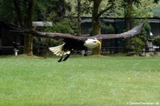 Weißkopfseeadler (Haliaeetus leucocephalus), Greifvogelstation & Wildfreigehege Hellenthal