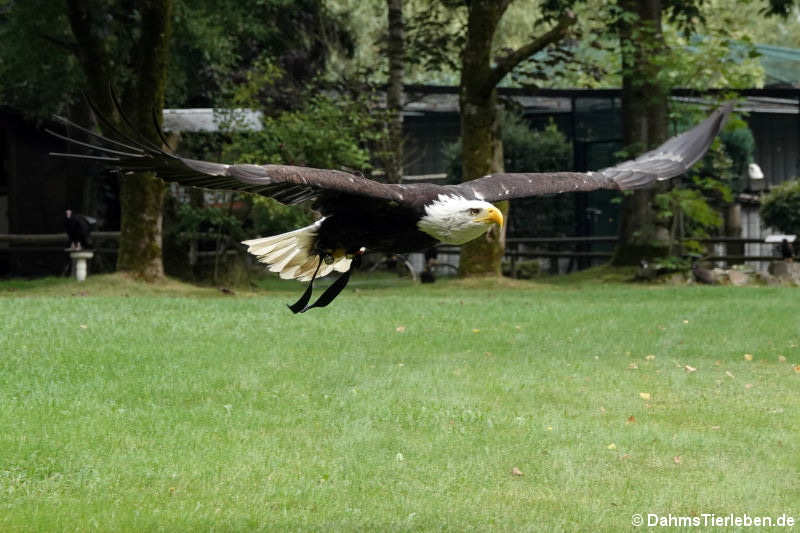 Weißkopfseeadler (Haliaeetus leucocephalus)