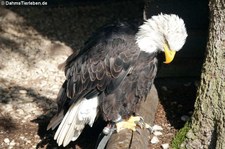 Weißkopfseeadler (Haliaeetus leucocephalus) Greifvogelstation & Wildfreigehege Hellenthal