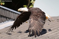 Weißkopfseeadler (Haliaeetus leucocephalus) Greifvogelstation & Wildfreigehege Hellenthal